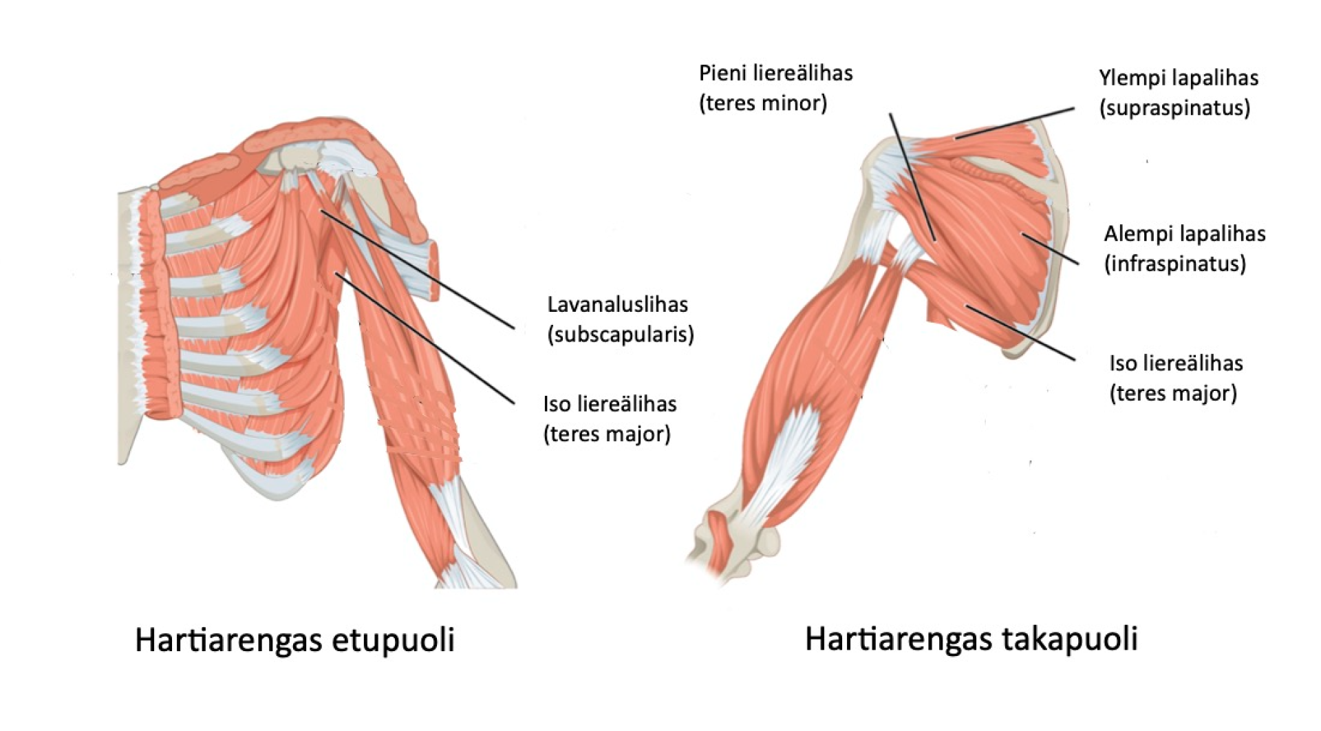 Olkap kipu SportSari Oy Fysioterapia LPG hoidot Ja Hieronta olkap-kipu-sportsari-oy-fysioterapia-lpg-hoidot-ja-hieronta